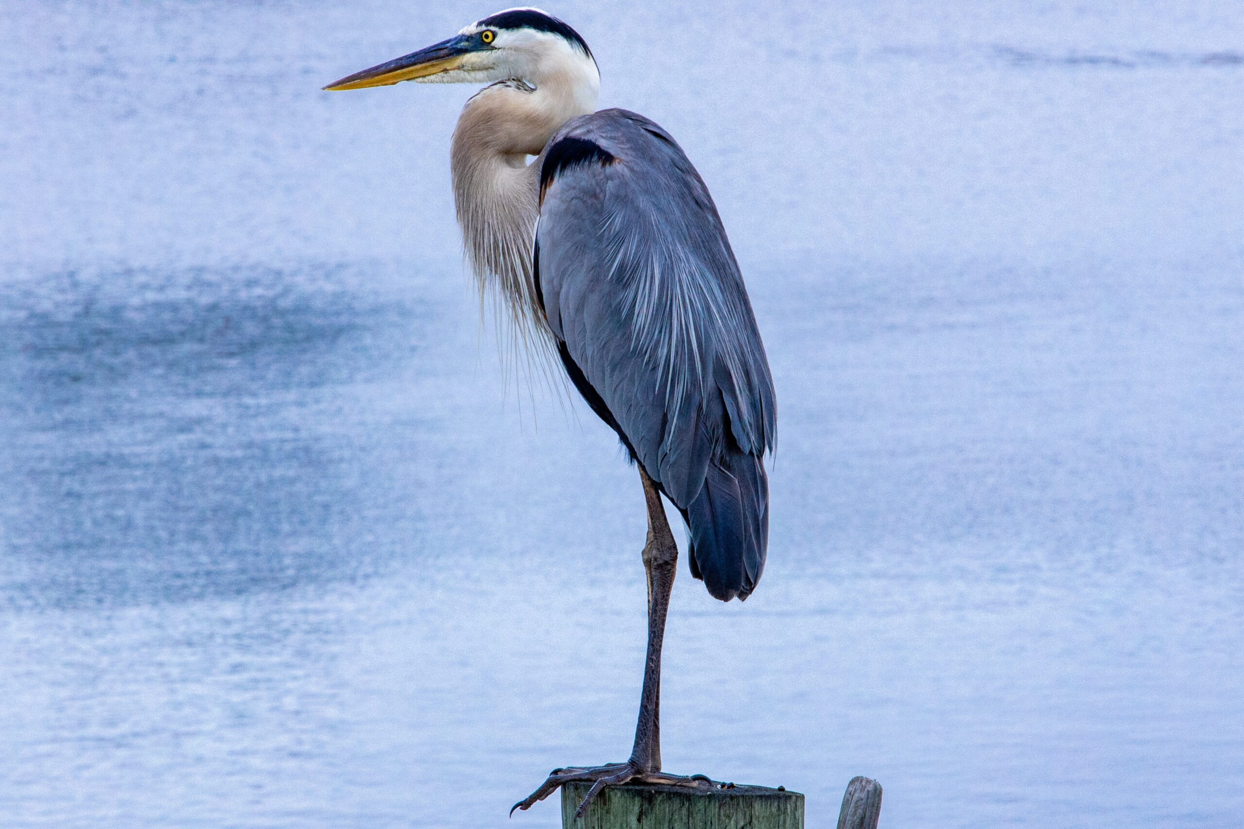 Blue Heron1