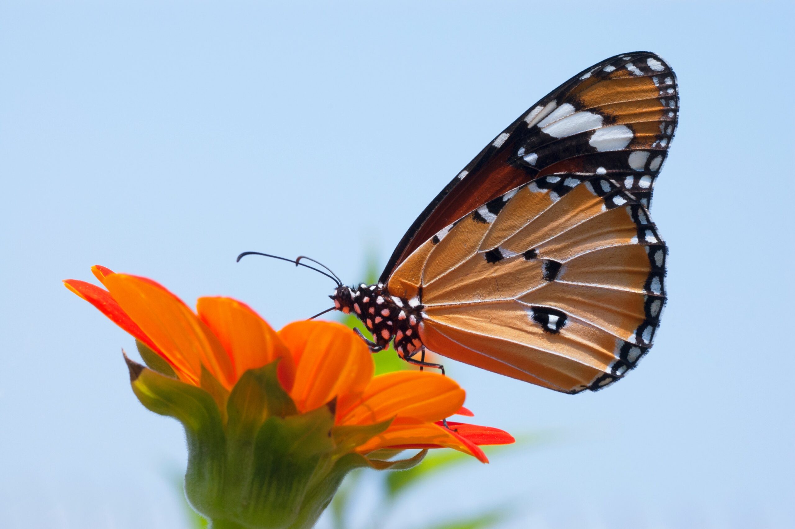 Butterfly Milkweed