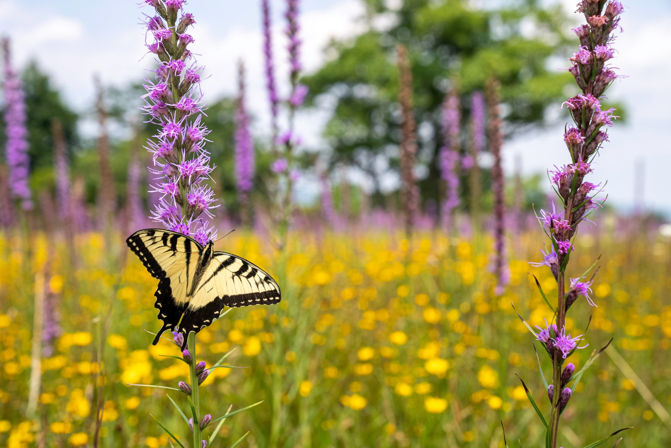 Eastern Tiger Swallowtail