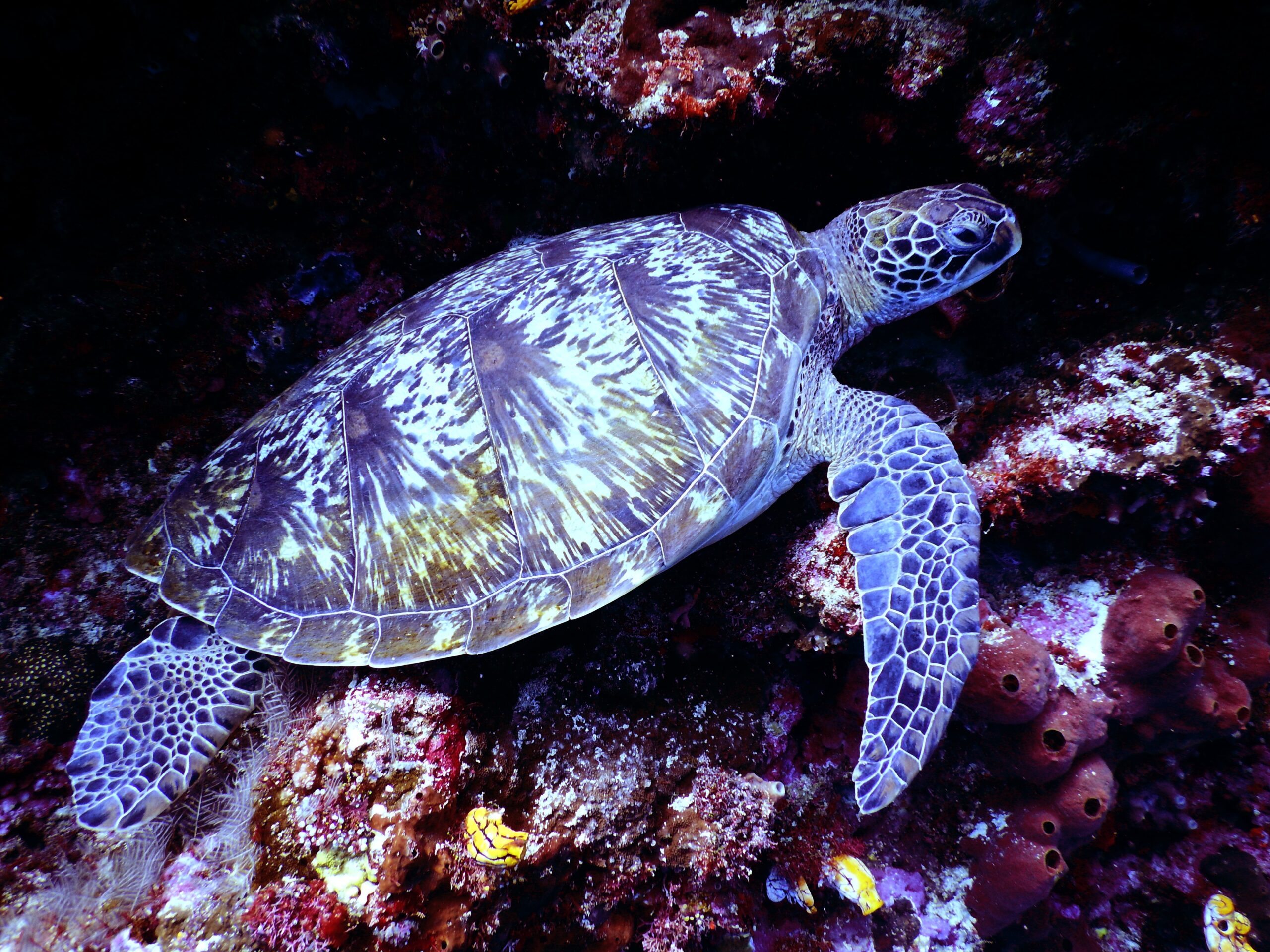 Loggerhead Sea Turtle