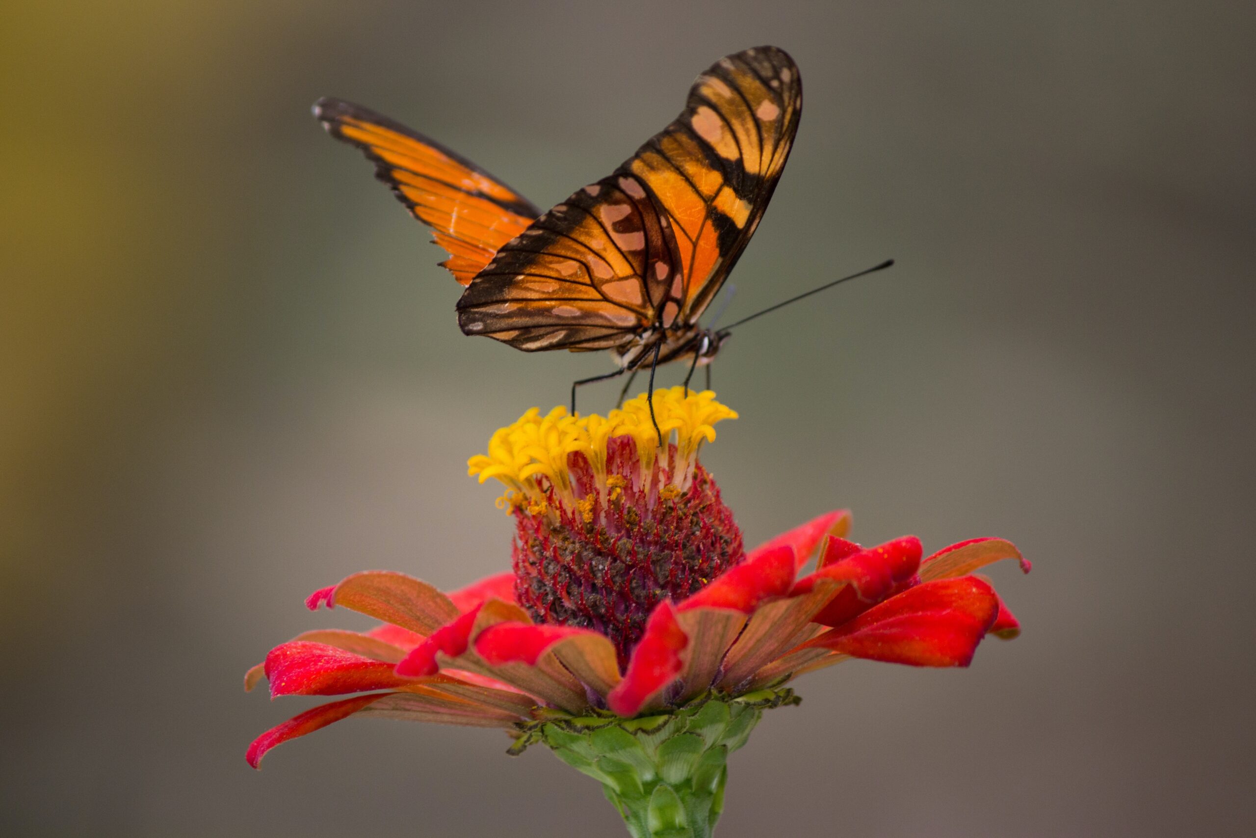 Monarch Butterfly