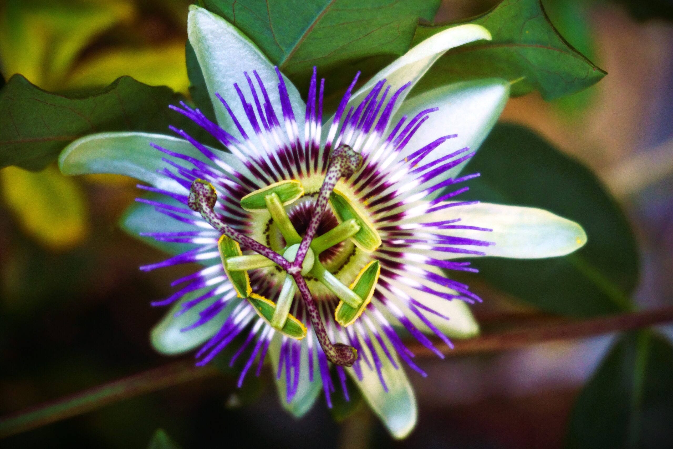 Passionflower