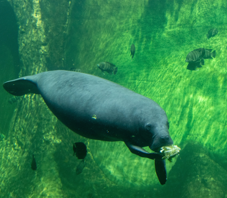 Manatee1