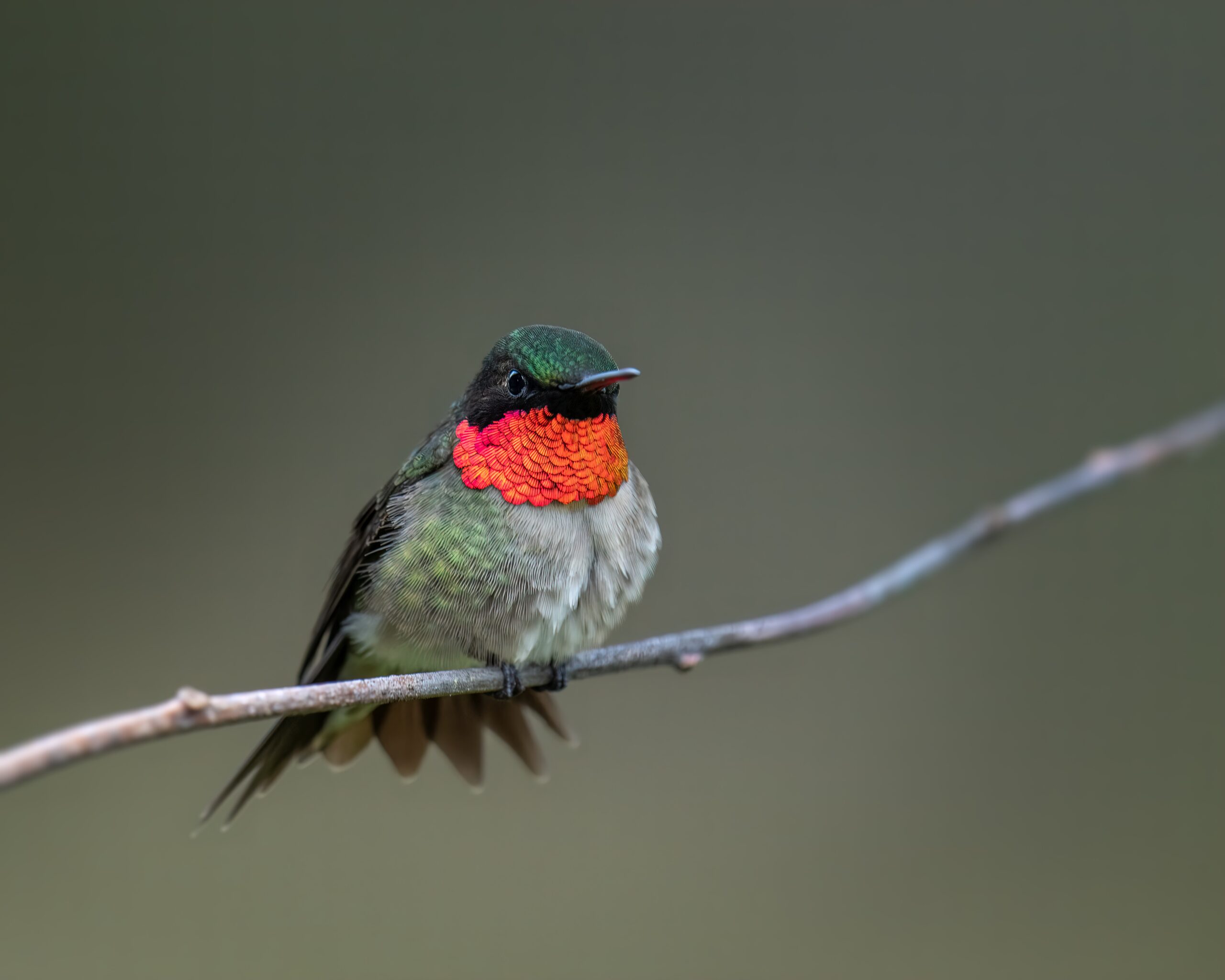 Ruby-Throated Hummingbird