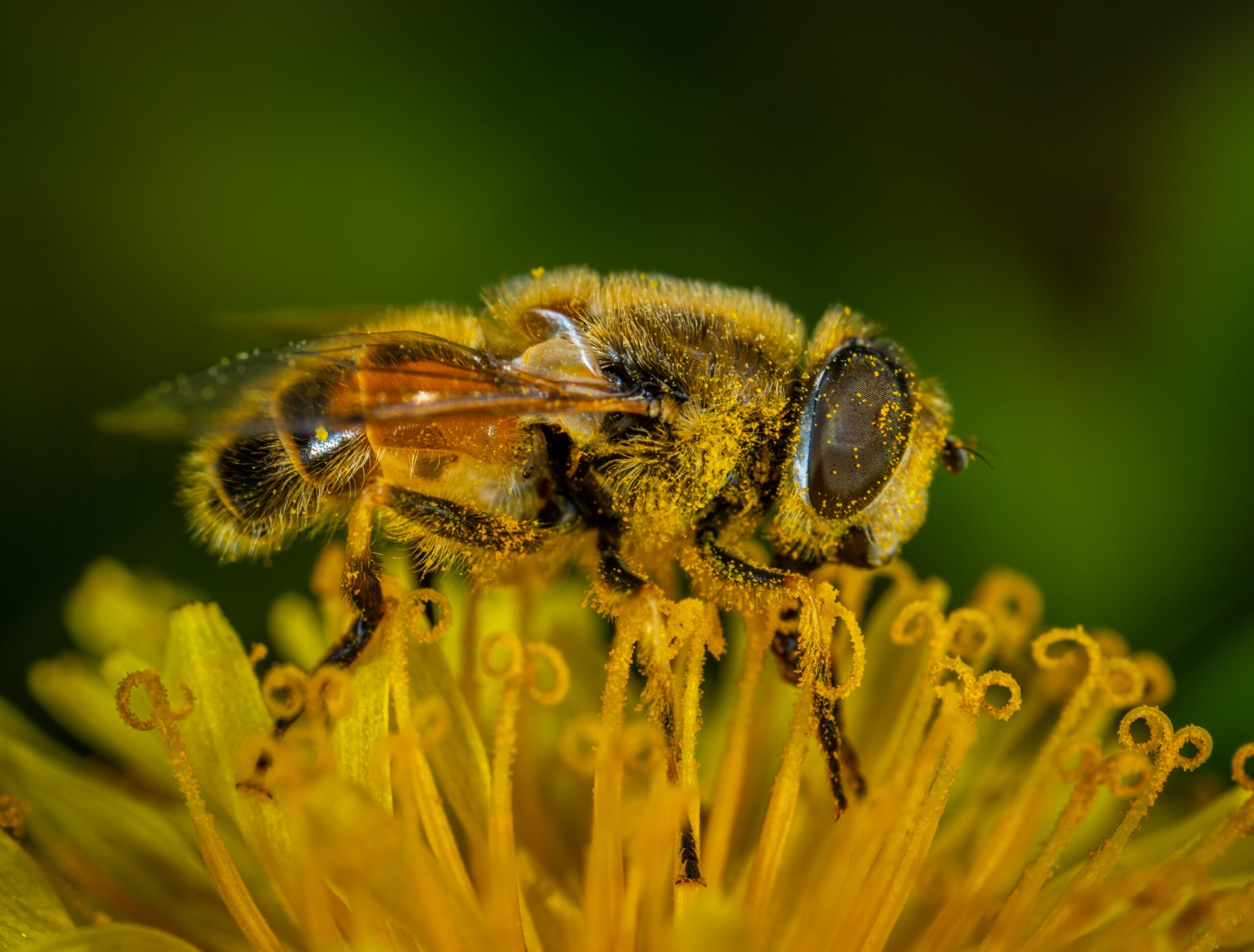 Western Honeybee