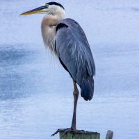 Blue Heron1 Blue Heron1