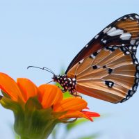 Butterfly Milkweed Butterfly Milkweed