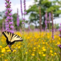 Eastern Tiger Swallowtail Eastern Tiger Swallowtail