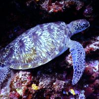 Loggerhead Sea Turtle Loggerhead Sea Turtle