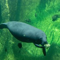 Manatee1 Manatee1