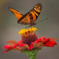 Monarch Butterfly Monarch Butterfly