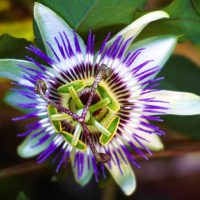 Passionflower Passionflower