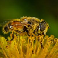 Western Honeybee Western Honeybee