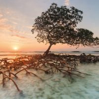 mangrove 2 mangrove 2